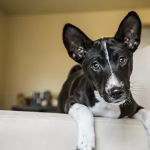 Three month old Basenji puppy sitting with his legs over the side of a chair. (PR)