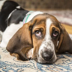 Three month old Basset puppy looking forlorn as she reclines on an area rug in (PR)