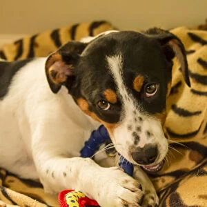 Four month old Fox Terrier, Hound mixed breed puppy chewing on a ring toy. (PR)