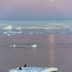 Moon over Antarctic Fur Seal on floating ice in South Atlantic Ocean, Antarctica