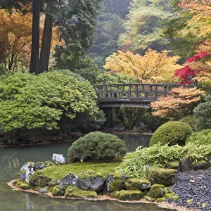 Moon bridge and autumn colors, Portland Japanese Garden, Oregon
