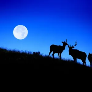 Full Moon Print of Rocky Mountain Bull Elk with Harem in Yellowstone Full Moon Print of Rocky Mountain Bull Elk with Harem in Yellowstone