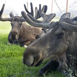 Moose Bulls (Alces alces)