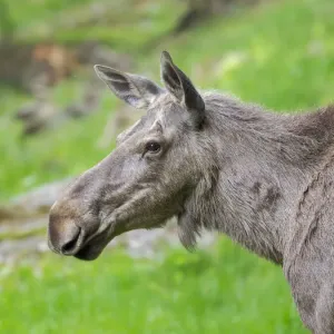 Moose or Elk. Enclosure in the Bavarian Forest National Park, Germany, Bavaria