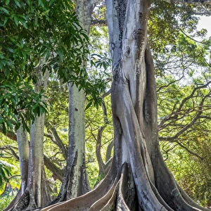 Moreton Bay Fig tree, Kauai, Hawaii, USA