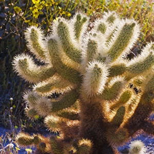 Morning light on cholla cactus, Anza-Borrego Desert State Park, California, USA