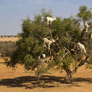 Morocco, Essaouira. Famous Argan tree-climbing goats. The goats eat the nuts