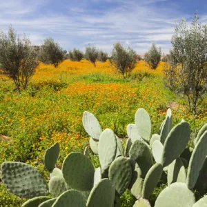 Morocco, Marrakech. Springtime landscape of flowers, olive trees and giant prickly