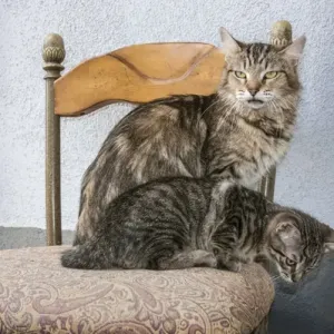 Mother Cat and Kitten on chair Mother Cat and Kitten on chair