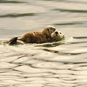 A mother sea otter swims on her back as her baby rests on her stomach in Alaskan waters