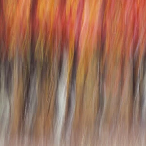 Motion blur abstract of autumn-hued forest, Wisconsin