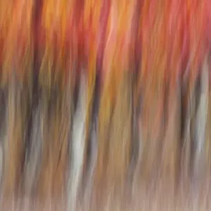 Motion blur abstract of autumn-hued forest, Wisconsin Motion blur abstract of autumn-hued forest, Wisconsin