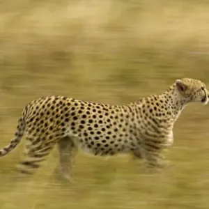 Motion Blur of Cheetah Stalking Prey Print Motion Blur of Cheetah Stalking Prey Print