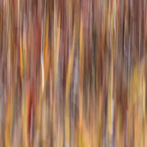 Motion effect on autumn vegetation, Yellowstone National Park, Wyoming