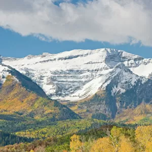 Mount Timpanogas snow capped, Aspens Trees in Fall Foliage, Wasatch Mountains, near Provo