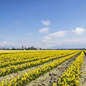 Mount Vernon, Skagit Valley, Washington, daffodil field