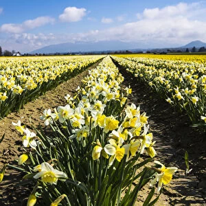 Mount Vernon, Washington State. Daffodil field Skagit Valley and the Cascades