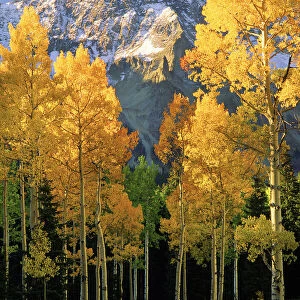 A mountain actually named unnamed 13334 flanked by Fall Aspen trees in the