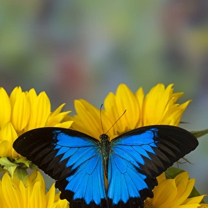 Mountain Blue Butterfly, Papilio ulysses opened winged on Sunflowers