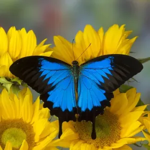 Mountain Blue Butterfly Print on Sunflowers Mountain Blue Butterfly Print on Sunflowers