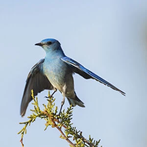 Mountain bluebird