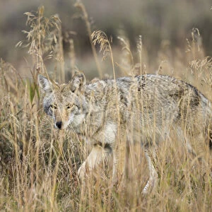 Mountain Coyote, Canis latrans lestes, Grand Teton NP, Wyoming, wild