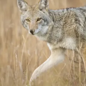 Mountain Coyote, Canis latrans lestes, Grand Teton NP, Wyoming, wild