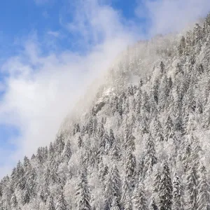 Mountain forest at frozen Sylvenstein Reservoir near Bad Tolz in the Isar Valley of Karwendel mountain range during winter. Germany, Bavaria Mountain forest at frozen Sylvenstein Reservoir near Bad Tolz in the Isar Valley of Karwendel mountain range during winter. Germany, Bavaria