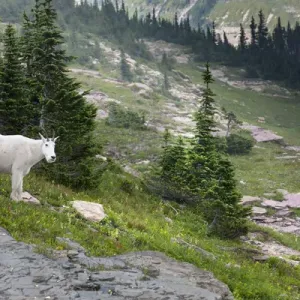 Mountain Goat on the Hillside. Glacier National Park. Montana. USA