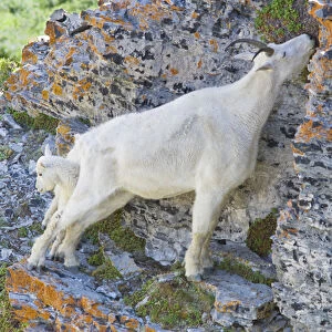 Mountain Goat Nanny and Kid, Oreamnos Americanus, Mount Timpanogas Wilderness, Uinta-Wasatch-Cache
