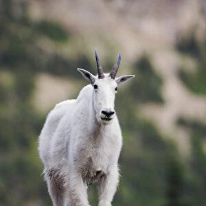 Mountain Goat, Oreamnos americanus, adult with summer coat, Glacier National Park, Montana