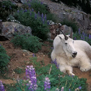 mountain goat, Oreamnos americanus, male resting in lupine on a hillside, Olympic National Park