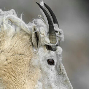 Mountain goat (Oreamnos americanus), profile of adult with shedding fleece, Mount