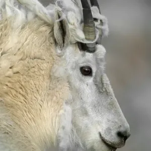 Mountain Goat Print - Adult with Shedding Fleece Mountain Goat Print - Adult with Shedding Fleece
