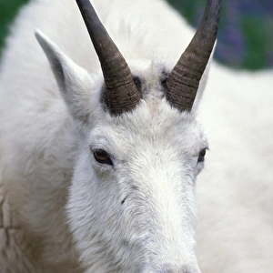 mountain goat, Oreamnos americanus, billy goat, up close in Olympic National Park