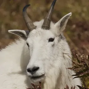 Mountain Goat Print Mountain Goat Print