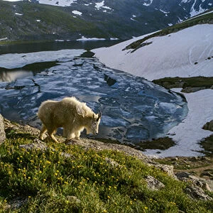 Mountain goat walks near shore of partially frozen Summit Lake, Mount Evans, near Denver