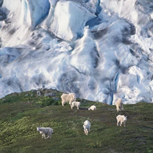 mountain goats, Oreamnos americanus, overlooking Exit Glacier, Kenai Fjords National Park