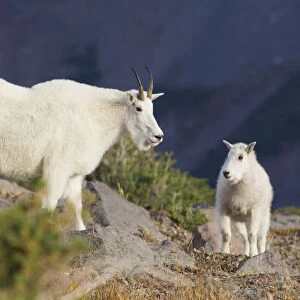 Mountain Goats;Nanny & Kid