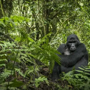 Mountain gorilla (Gorilla beringei beringei). Bwindi Impenetrable Forest. Uganda