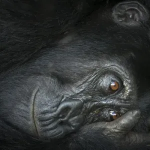Mountain gorilla (Gorilla beringei beringei). Bwindi Impenetrable Forest. Uganda