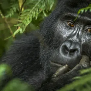 Mountain gorilla (Gorilla beringei beringei). Bwindi Impenetrable Forest. Uganda
