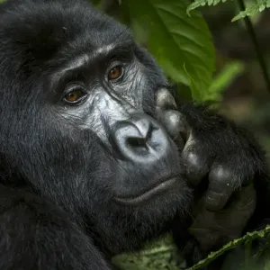 Mountain gorilla (Gorilla beringei beringei). Bwindi Impenetrable Forest. Uganda