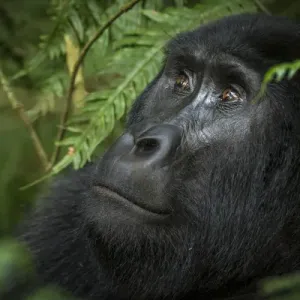 Mountain gorilla (Gorilla beringei beringei). Bwindi Impenetrable Forest. Uganda