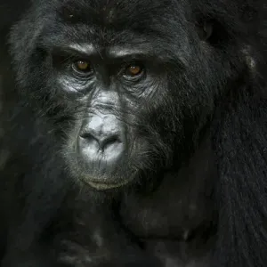 Mountain gorilla (Gorilla beringei beringei). Bwindi Impenetrable Forest. Uganda