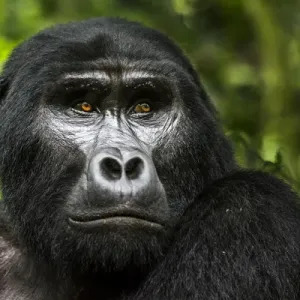 Mountain gorilla (Gorilla beringei beringei). Bwindi Impenetrable Forest. Uganda