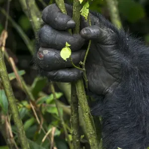 Mountain gorilla (Gorilla beringei beringei). detail of Hands. Bwindi Impenetrable Forest