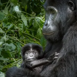 Mountain gorilla (Gorilla beringei beringei). Bwindi Impenetrable Forest. Uganda