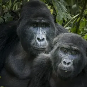 Mountain gorilla (Gorilla beringei beringei). Bwindi Impenetrable Forest. Uganda