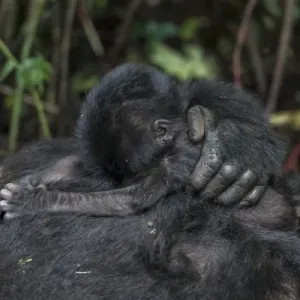 Mountain gorilla (Gorilla beringei beringei) baby. Bwindi Impenetrable Forest. Uganda